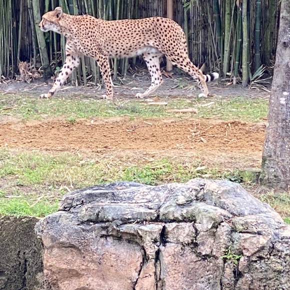 Meet your Posher, Sarah - Picture 5 of 8